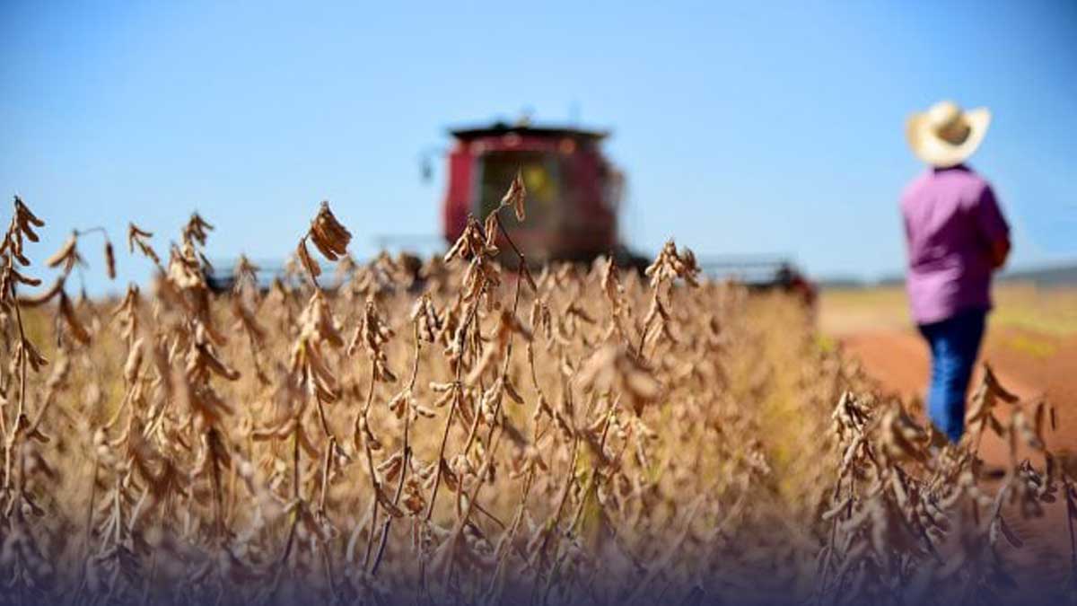Brazil Projects Record Grain Harvest Of 328 Million Tonnes For 2024-25 ...