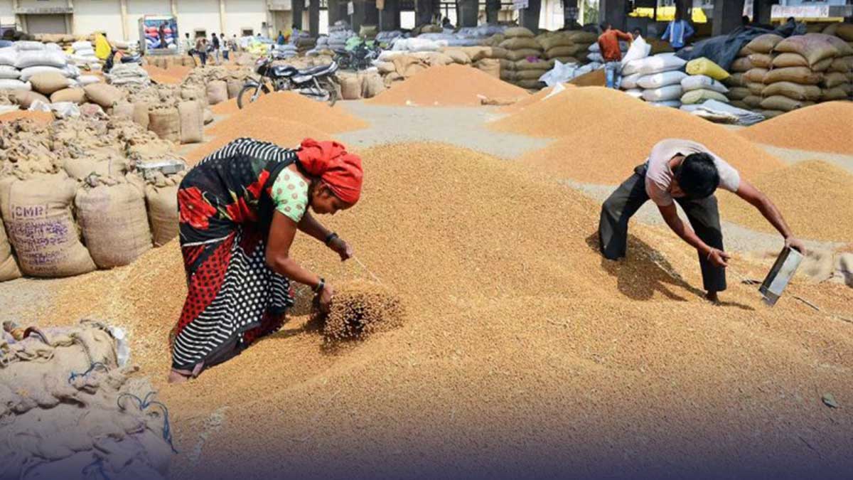 India On Track For A Third Consecutive Record Wheat Harvest In 2025 ...
