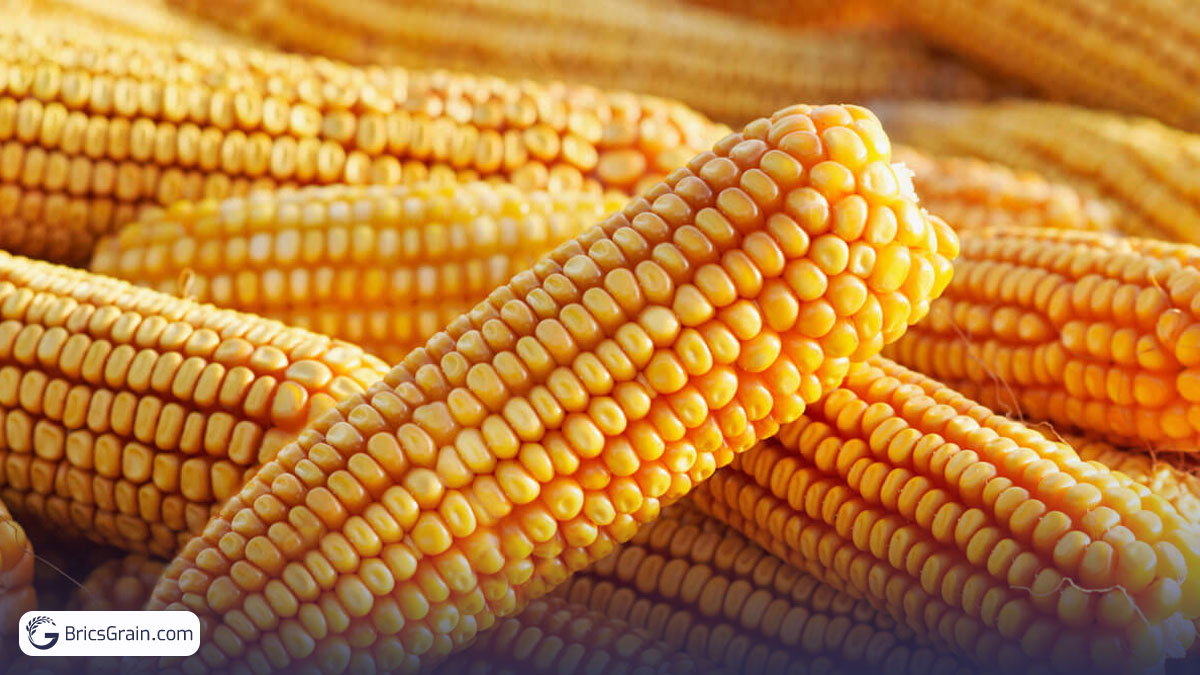 US, Global Corn Production Set For Record Highs In 2025 Despite Trade ...